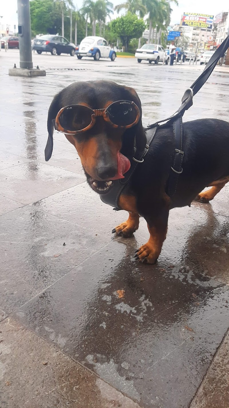 Wild pets