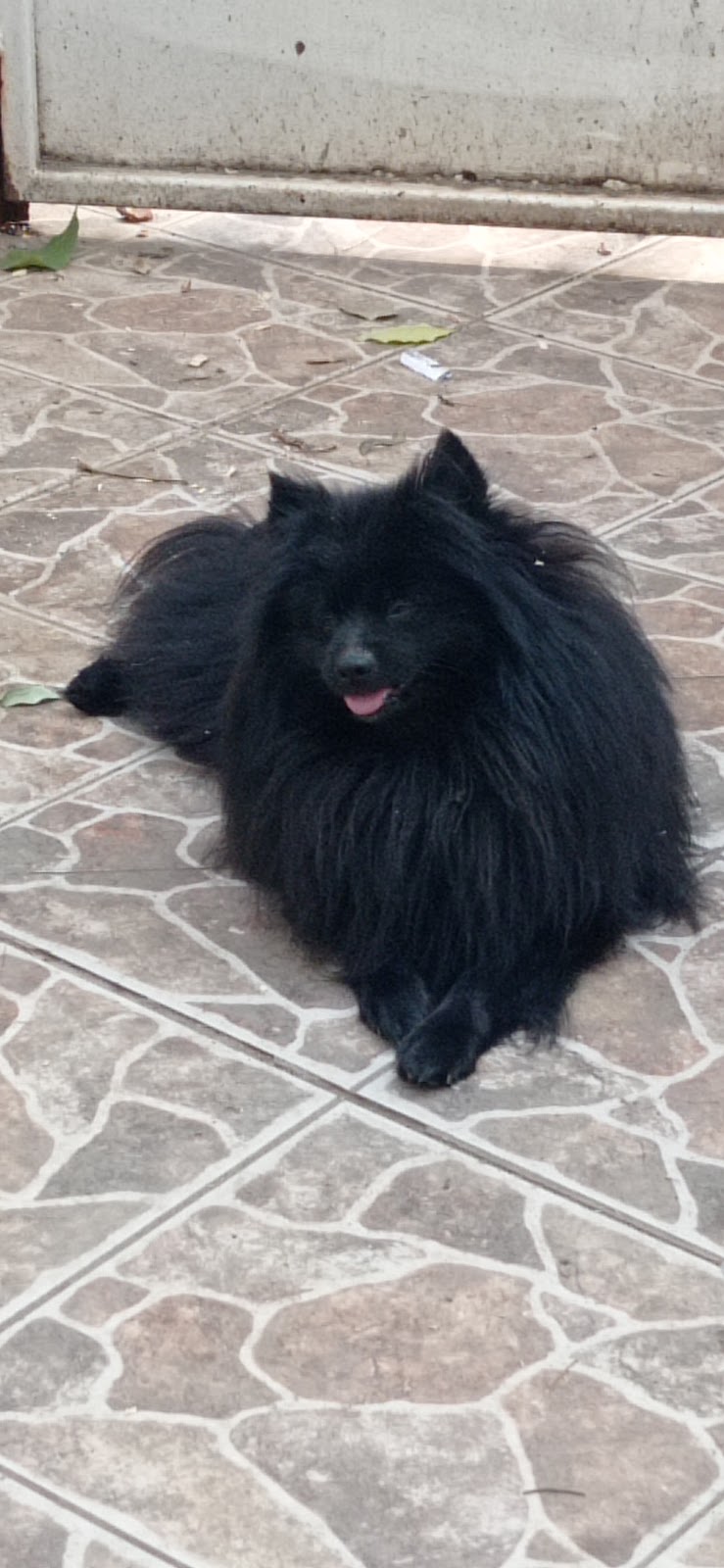 Conoce Veterinaria Mascota Consentida en Acapulco