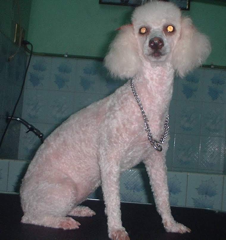 Veterinaria Dr. Nájera